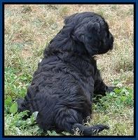 Cherie Blaze pups 6 weeks old 141