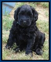 Cherie Blaze pups 6 weeks old 151