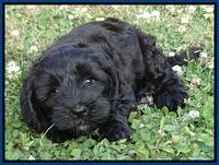 Cherie Blaze pups 7 weeks old 221