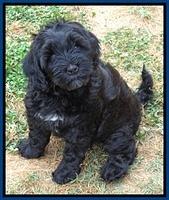 Cherie Blaze pups 8 wks old 181
