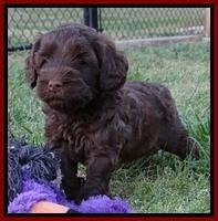 Cherie Blaze pups 5 wks old 301