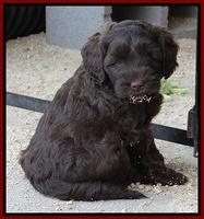 Cherie Blaze pups 6 weeks old 171