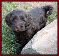 Cherie Blaze pups 6 weeks old 211