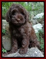 Cherie Blaze pups 8 wks old 241