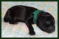 Cherie Blaze Newborn 71