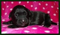 Cherie Blaze pups 1 wk old 171