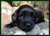 Cherie Blaze pups 3 wks old 211