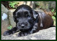 Cherie Blaze pups 3 wks old 231