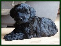Cherie Blaze pups 7 weeks old 341