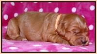 Cherie Blaze pups 1 wk old 191
