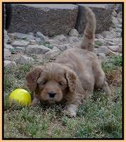 Cherie Blaze pups 6 weeks old 301