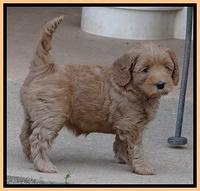 Cherie Blaze pups 6 weeks old 311
