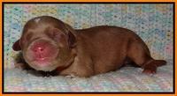 Cherie Blaze Newborn 91