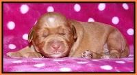 Cherie Blaze pups 1 wk old 211