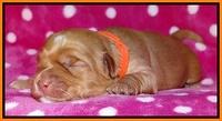 Cherie Blaze pups 1 wk old 221
