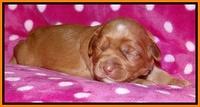 Cherie Blaze pups 1 wk old 231