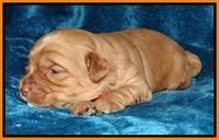 Cherie Blaze pups 2 wks old 171