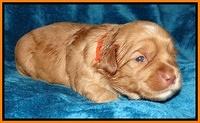 Cherie Blaze pups 2 wks old 181