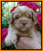 Cherie Blaze pups 4 wks old 331