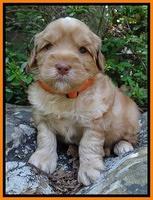 Cherie Blaze pups 4 wks old 351