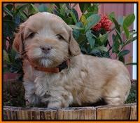 Cherie Blaze pups 5 wks old 371