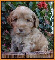 Cherie Blaze pups 5 wks old 381