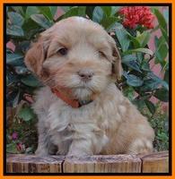 Cherie Blaze pups 5 wks old 391