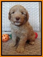 Cherie Blaze pups 7 weeks old 381