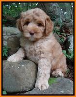 Cherie Blaze pups 8 wks old 21