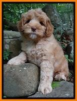 Cherie Blaze pups 8 wks old 41