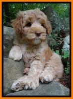 Cherie Blaze pups 8 wks old 61