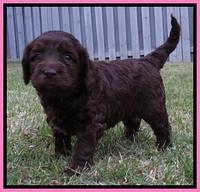 Coco Duke pups 4 wks old 21