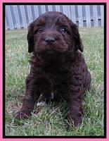 Coco Duke pups 4 wks old 31