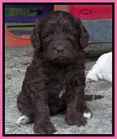 Coco Duke pups 4 wks old 41