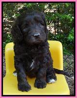 Coco Duke pups 6 wks old 11