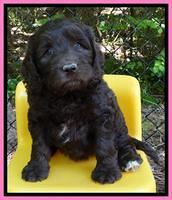 Coco Duke pups 6 wks old 21