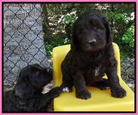 Coco Duke pups 6 wks old 41