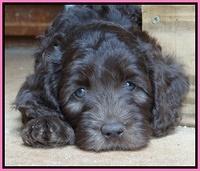 Coco Duke pups 7 wks old 21