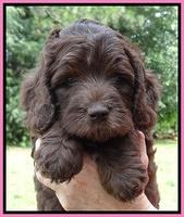 Coco Duke pups 7 wks old 31