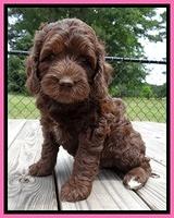 Coco Duke pups 7 wks old 51
