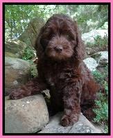 Coco Duke pups 8wks old 7400