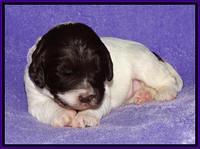 Coco Duke pups 2 wks old 61