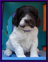Coco Duke pups 5 wks old 121