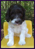 Coco Duke pups 6 wks old 51