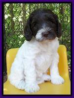 Coco Duke pups 6 wks old 61