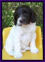 Coco Duke pups 6 wks old 71