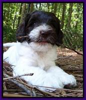 Coco Duke pups 6 wks old 81