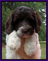 Coco Duke pups 7 wks old 61