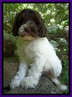 Coco Duke pups 8wks old 9400