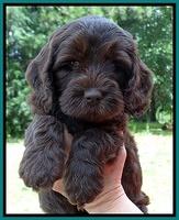 Coco Duke pups 7 wks old 151
